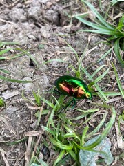 ladybird on a leaf