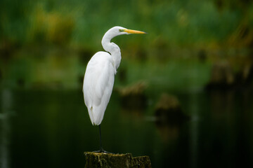 Obraz premium White heron at the lake