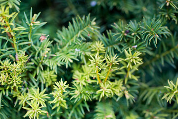 Trees and flowers in environment. Gardening in village for fresh air.