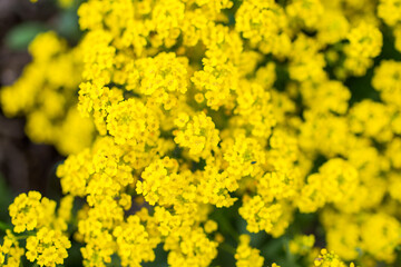 Obraz premium Trees and flowers in environment. Gardening in village for fresh air.