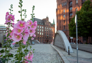 Eine pinkfarbene Bauernrose schmückt einen Platz in der Speicherstadt Hamburg