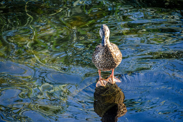 duck on the water