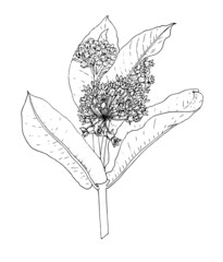 Asclepias vector drawing in a realistic style. A sketch-style Asclepias twig with leaves and flower heads isolated black outline on a white background for the invitation design template packaging