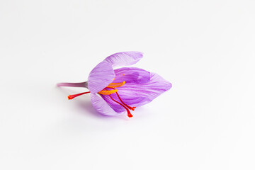 Single crocus sativus flower with red saffron stamens on a white background. The use of saffron in...