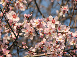 Wonderful blooming trees in spring.