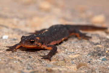 Ommatotriton ophryticus, northern banded newt, outside water form