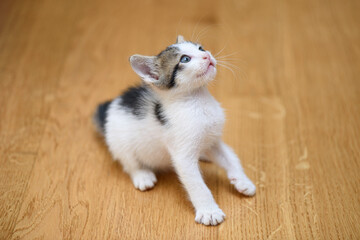 Fototapeta na wymiar Cute funny kitty at home.