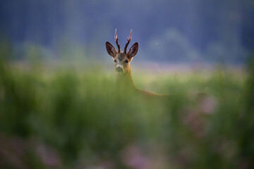 Male deer with horns © alexugalek