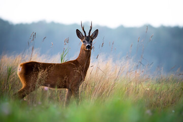 Deer in the evening on field