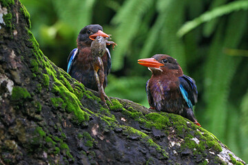 Two kingfisher (Halcyon cyanoventris) who eat frogs on mossy tree trunks.