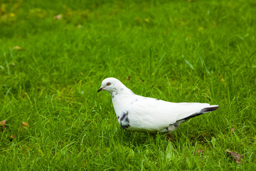 White dove on green grass.