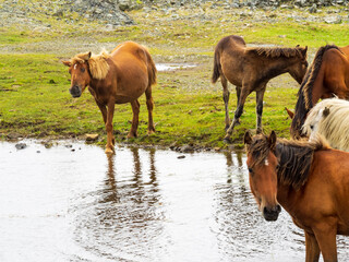 Fototapeta na wymiar Manada de caballos se acercan junto a una laguna para beber