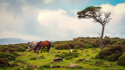 Fototapeta premium Grupo de caballos en libertad pastando entre los arboles del campo gallego