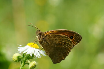 Obraz premium A butterfly on a field flower. Large-eyed yellow-brown.