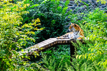 Big striped tiger (Panthera tigris) resting among the green vegetation