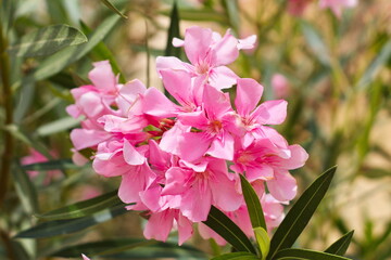 nice garden with showy flowers on a sunny day