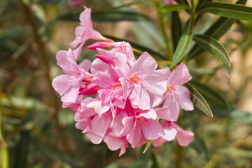 nice garden with showy flowers on a sunny day