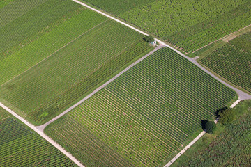 Weinberge und Felder in der Südpfalz