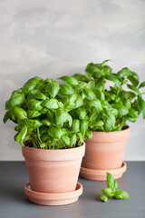 fresh basil herb in terracotta flowerpot