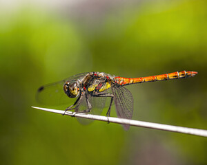 close up of a dragonfly