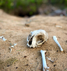 Bones and a skull in the sand at the entrance to a fox family cave