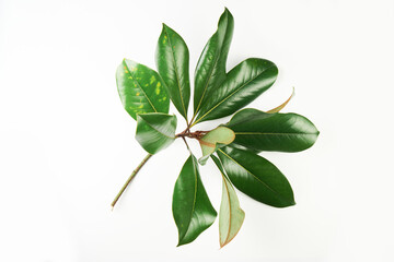Magnolia branch with green leaves isolated on white background © amixstudio