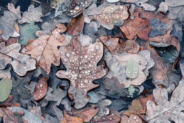 autumn leaves with rain drops