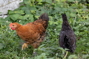 Free-range hens in the grass.