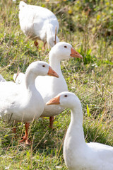 Free-range white geese in the field.
