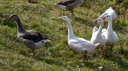 Free-range geese in the field.