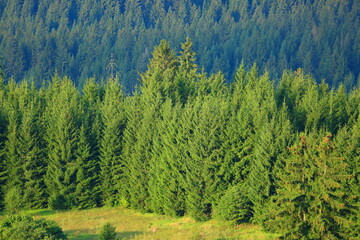 Evergreen coniferous forest in morning