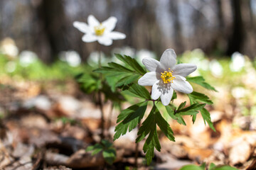 White flowers of wood anemone in the forest. Anemonoides nemorosa.