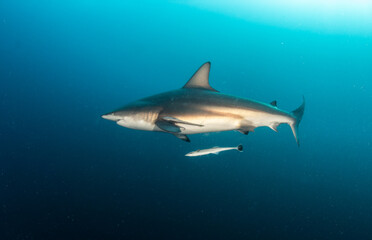 Blacktip (Zambezi) Shark in South Africa