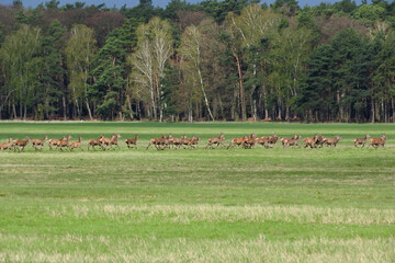 ein Rudel Kahlwild auf der Flucht über eine Wiese