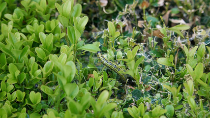 Box tree moth (Cydalima perspectalis) caterpillar feeding on the leaves of Buxus