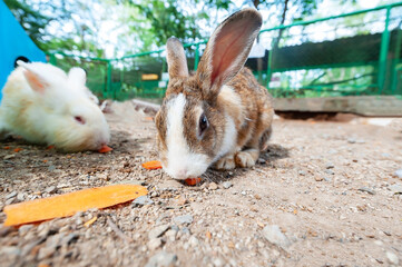 Obraz premium A close-up picture of a cute brown and white rabbit (rabbit) is eating carrots.