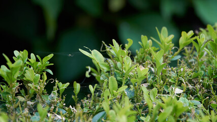 Box tree moth (Cydalima perspectalis) caterpillar feeding on the leaves of Buxus