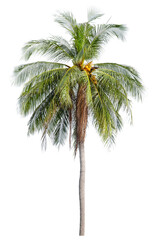 Fototapeta na wymiar The coconut tree isolated on white.