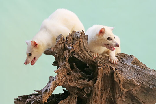 A pair of Asian palm civet leucistics are looking for insects on a rotting log. This mammal has the scientific name Paradoxurus hermaphroditus. 