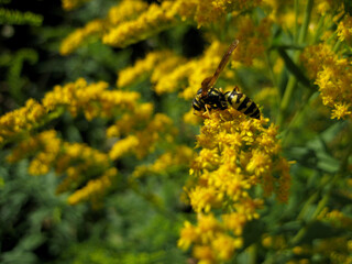 wasp of the garden on a yellow wild flower closeup, side view