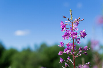 Purple pink flowers of Willowherb on a field, meadow in sunlight, blue sky background. Fireweed close-up, Chamaenerion angustifolium