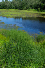 An algal bloom, the water in the river, pond bloomed, the appearance of a lot of green algae, grass, water lilies, summer sunny day