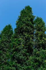 Three thuja coniferous neat green trees with flat branches growing up against a background of blue sky, bottom view