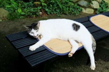 夏の午後　のんびり寛ぐ猫　キジトラ白