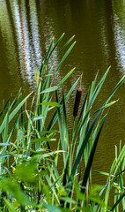 Typha latifolia on a background of green grass in the park. High quality photo