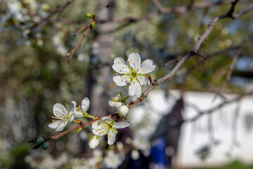 Prunus domestica on a background of green grass in the park. High quality photo 1