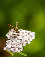 le Syrphe 