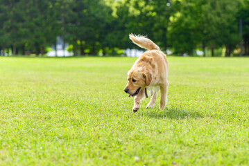 Walking golden retriever dog on green grass on a summer day.Labrador retriever portrait on the grass. copy space.