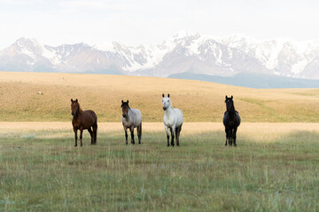Four horses stand in a row against the backdrop of the mountains. Horses of the Four Riders
