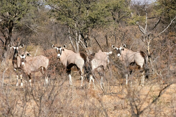 herd of oryx antelopes. The oryx lives in Africa. a herd of antelopes.